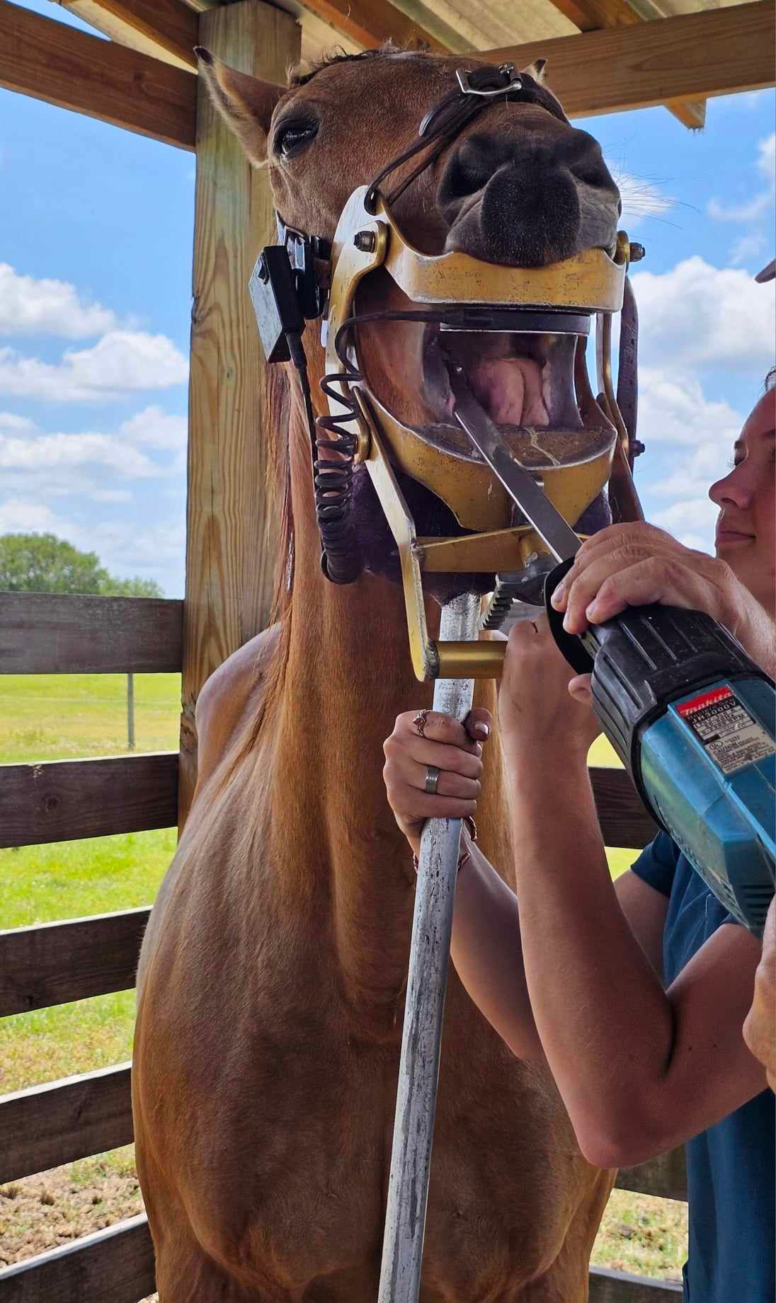 Figure 1. A veterinarian performing a dental examination and float. The horse is wearing a head speculum to help open the horse’s mouth. Credit: Brittany Justesen, UF/IFAS.