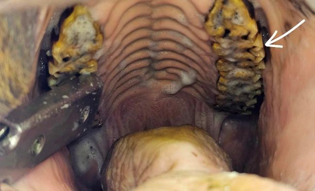 Figure 2. Top cheek teeth with sharp enamel points on the outside of the teeth indicated by white arrow. Credit: Brittany Justesen, UF/IFAS.