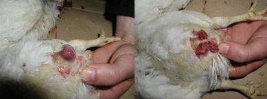 Inflamed and hemorrhagic bursa of Fabricius infected with a very virulent infectious bursal disease virus. On left: Serosal surface. On right: Mucosal surface. 