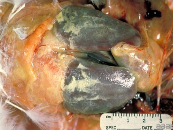 Opportunistic E. coli infection with exudates on the liver and pericardial sac.