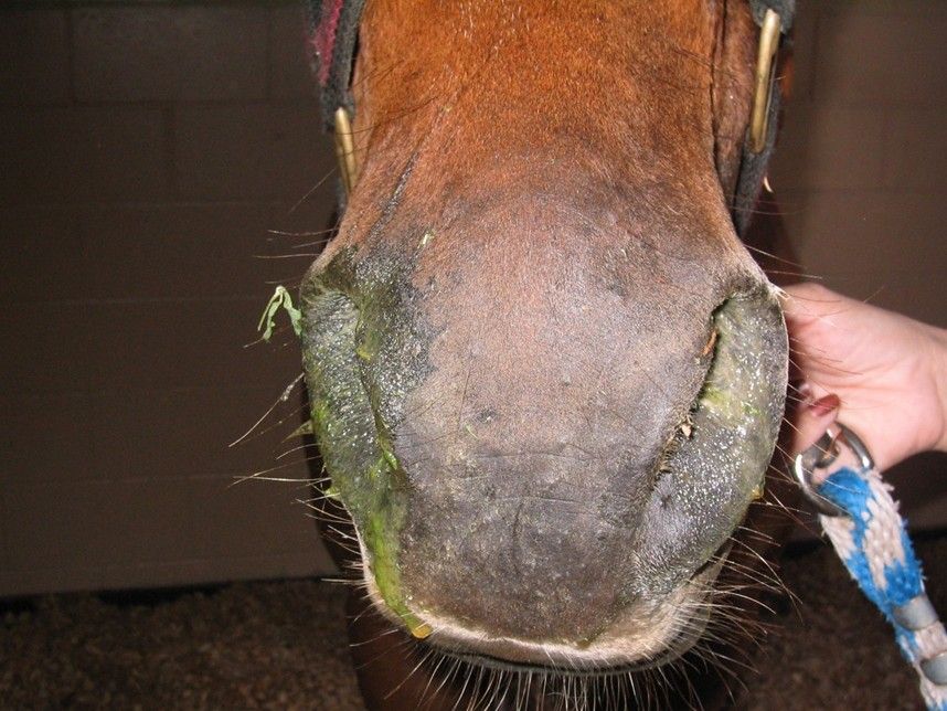 A horse's nose with a bit of green on it

AI-generated content may be incorrect.