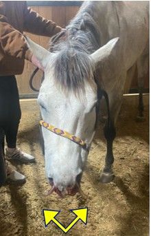 A horse eating a piece of food

AI-generated content may be incorrect.