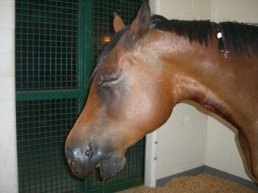 A horse with a large nose

AI-generated content may be incorrect.