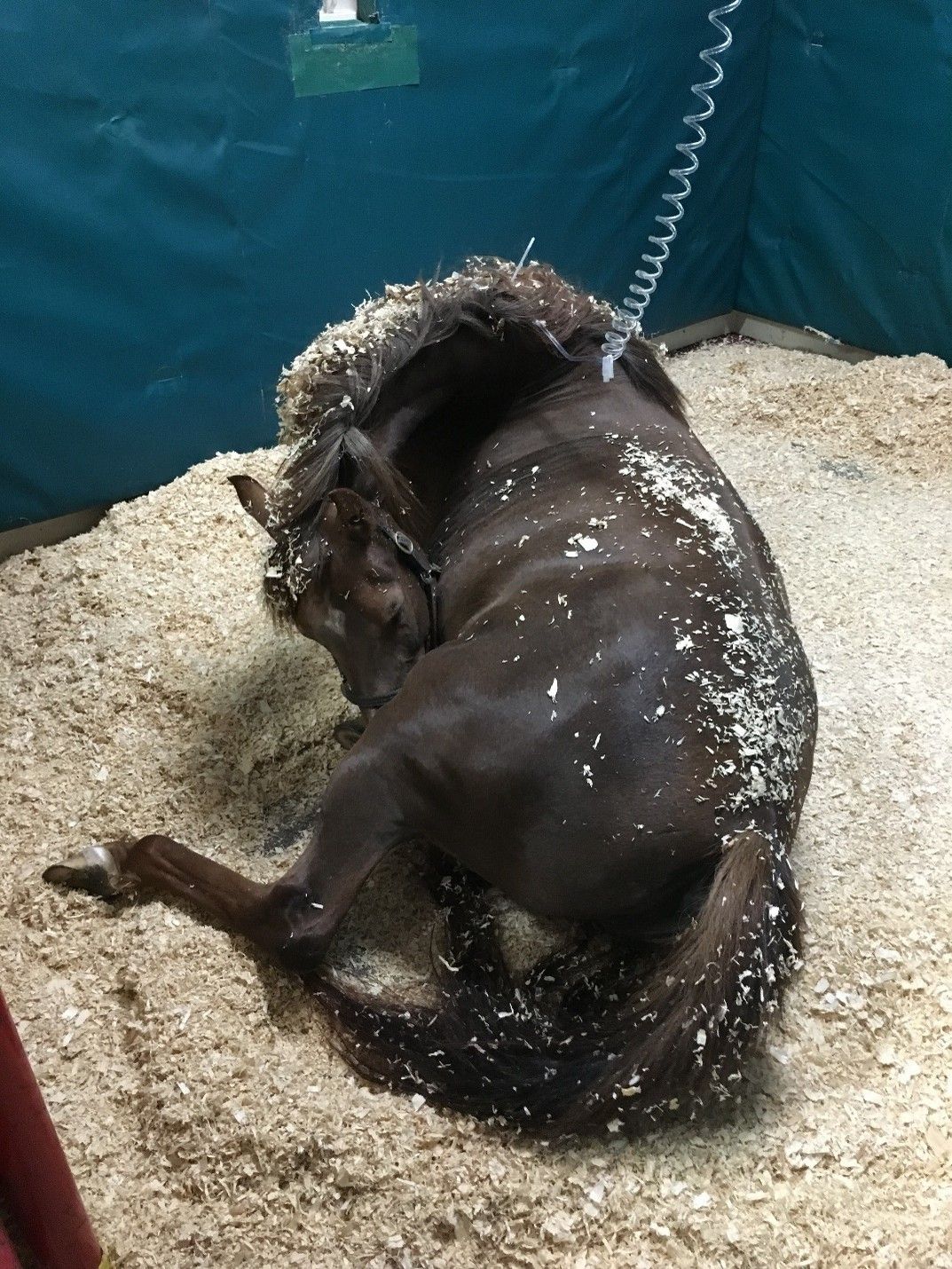 A horse lying on the ground

AI-generated content may be incorrect.