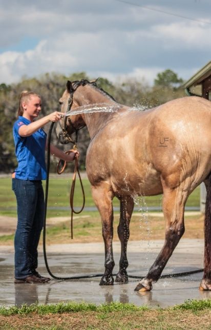 A person washing a horse

AI-generated content may be incorrect.