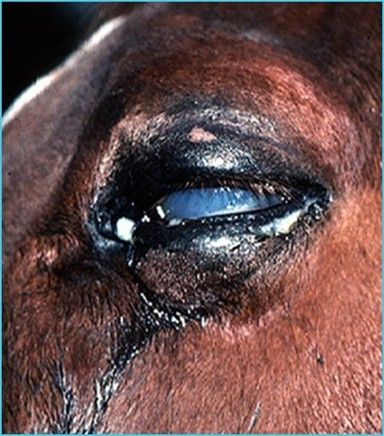 Horse with ocular pain and eye disease as demonstrated by squinting, tearing, swelling of the eyelids, and blue-colored surface of the eye.