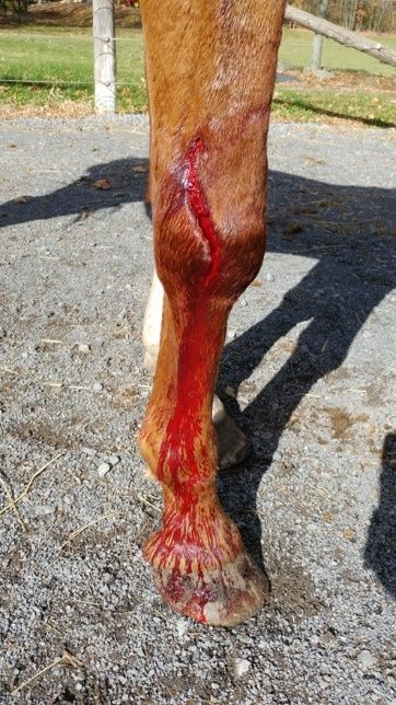 A horse's leg with a cut

AI-generated content may be incorrect.