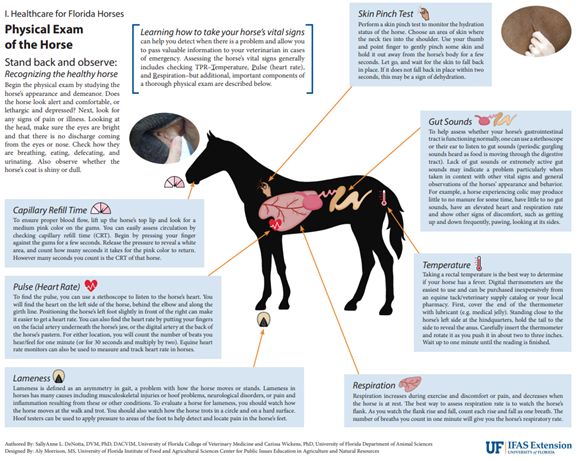 Physical Exam of the Horse. This figure reveals both subjective (observations/interpretations) and vital parameters (objective measurements) that make up a complete physical examination.