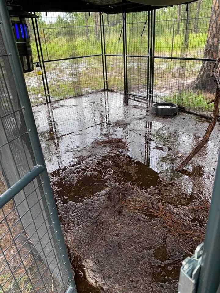 Flooded chicken run.