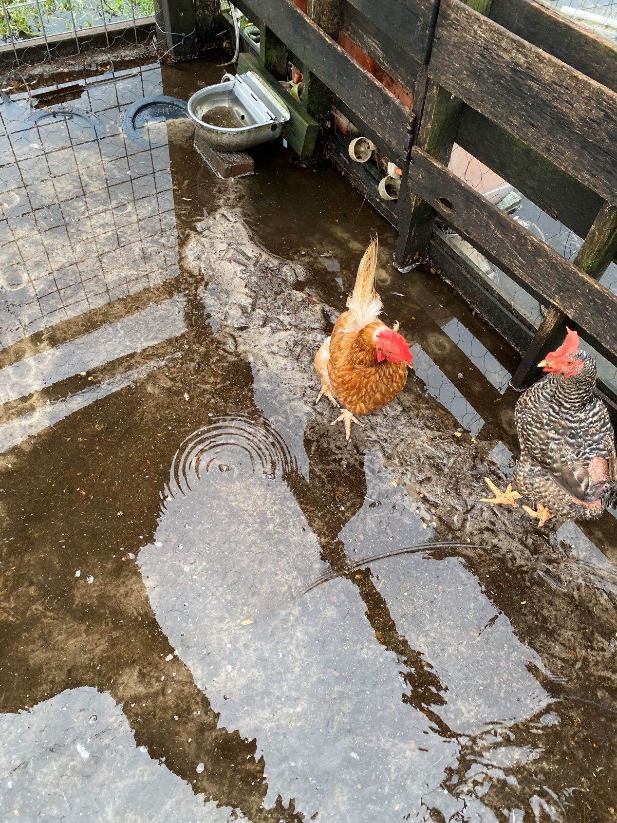 Poultry, feed, and water containers in standing water after a storm. This can encourage bacterial growth and illness in poultry flocks.
