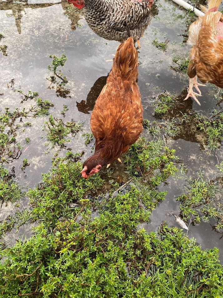 Chickens in a low-lying enclosure following heavy rains.