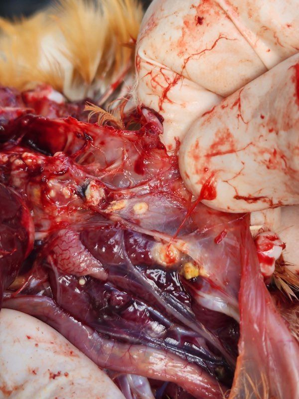 Aspergillosis in 12-week-old Leghorns after a hurricane.