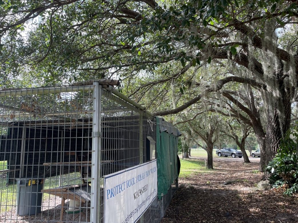 Trees and branches over a coop provide shade but can also be a hazard during storms.