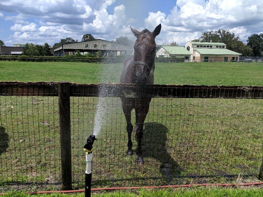 A horse being showered continuously with tap water while standing behind a fence.
