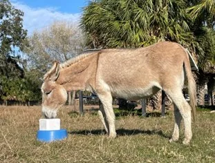 UF donkey, Pebbles, licking her salt block.
