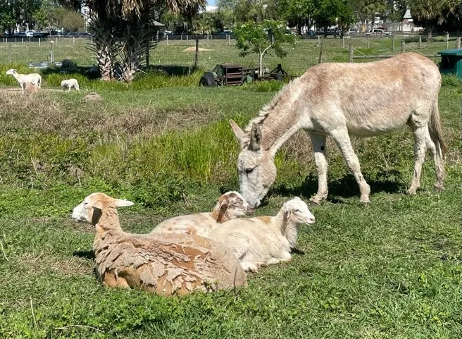 UF donkey, Wilma, guarding a flock of sheep.