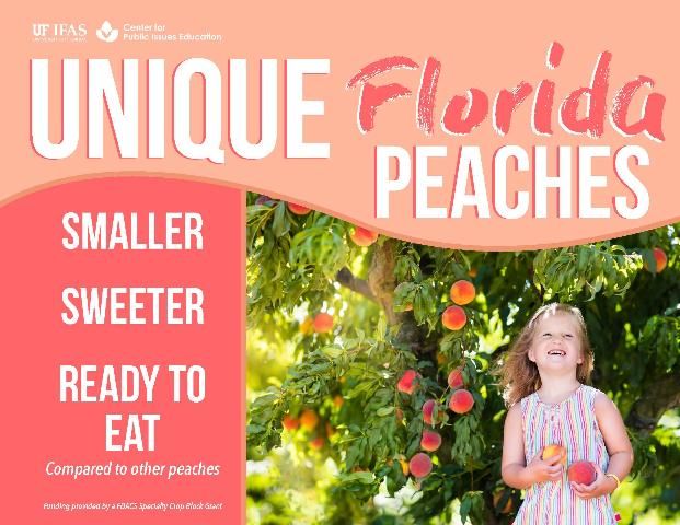 Figure 1. Florida peach characteristics.
