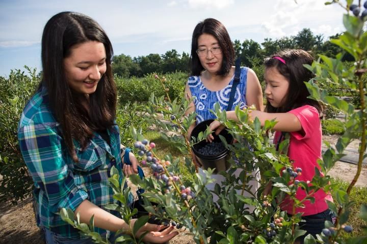 Figure 1. A family visits a blueberry u-pick operation, an example of agritourism.
