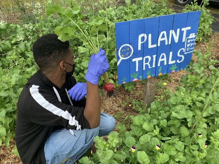 Student harvesting radish during plant trials activity. 