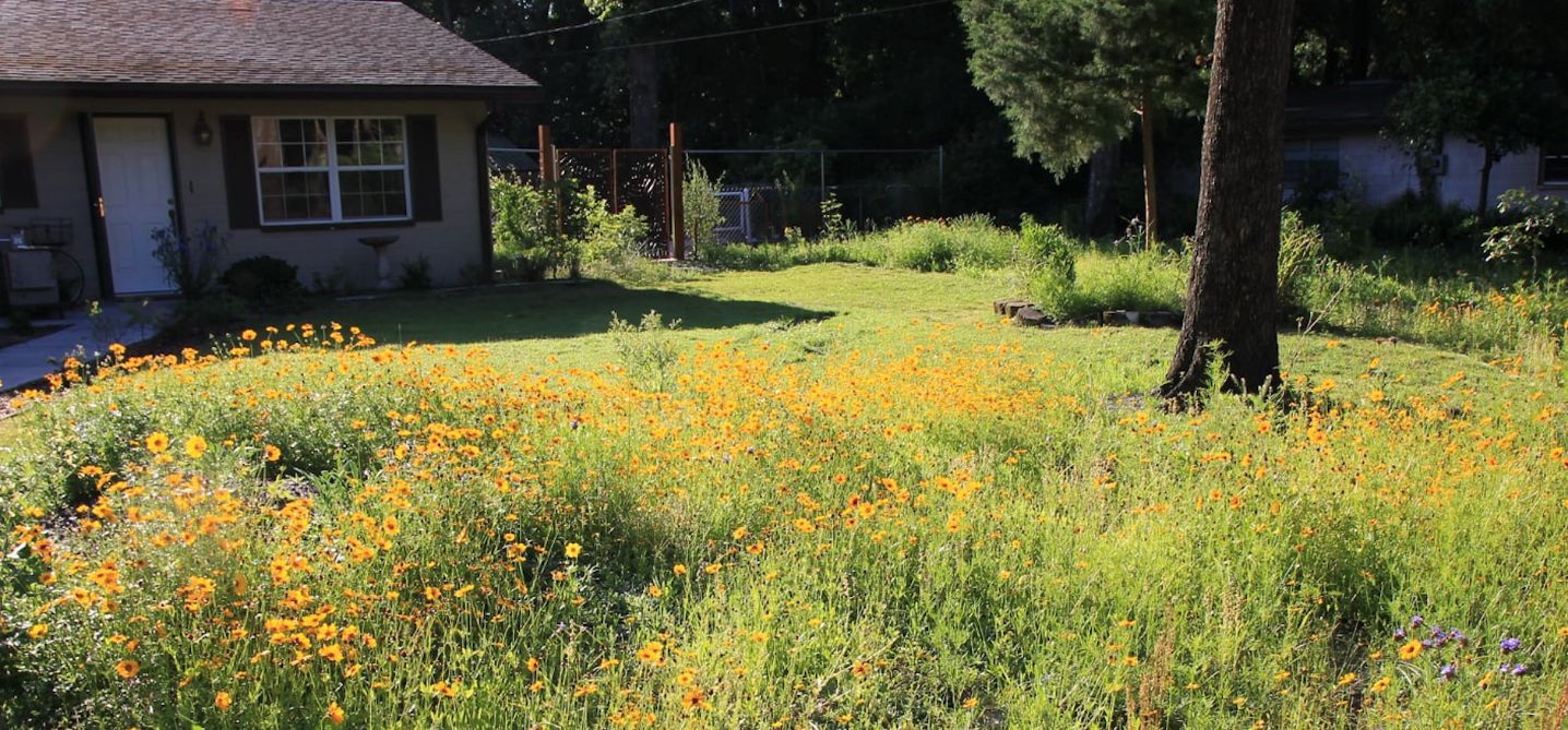 A residential pollinator garden with wildflowers in peak bloom.