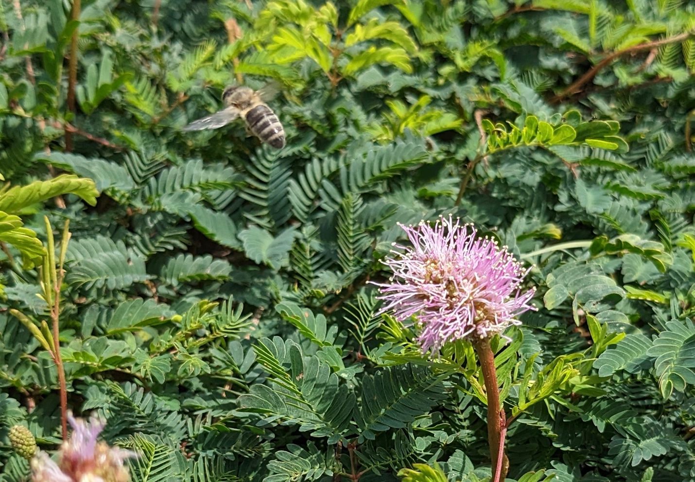 Sensitive plant is used in this landscape design to encourage bees and pollination. 