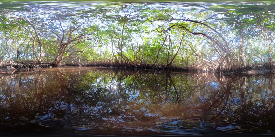 Flattened 360º image of mangrove system at Weedon Island Preserve in Pinellas County, FL, captured with GoPro Fusion camera. 