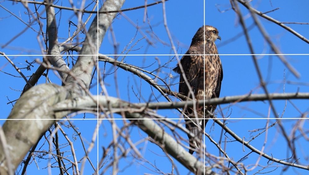 Employing the rule of thirds in photographing a bird.