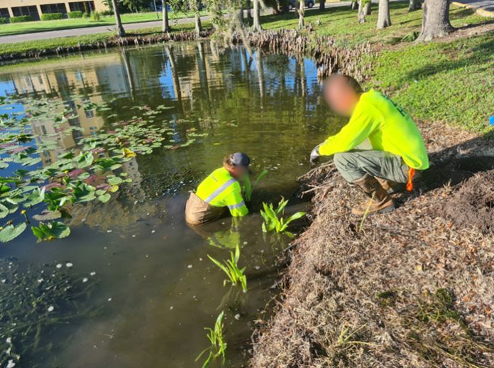 Plants are being installed in a littoral zone. 