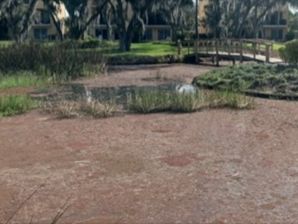 Algae covering the entire pond surface should be assessed by a professional. 