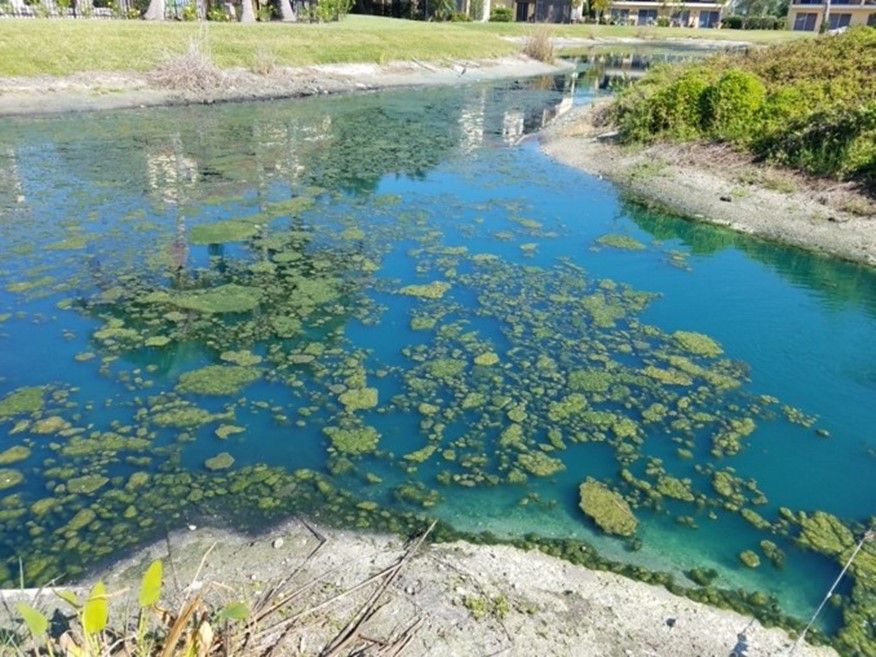 Excessive algae growth in stormwater pond due to nutrient runoff. 