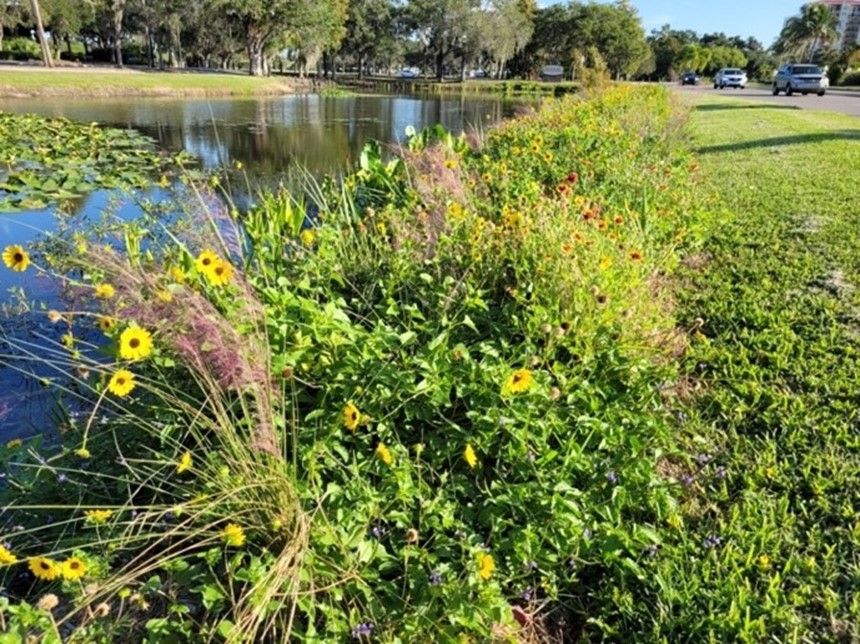 Florida native plants can add color and visual interest to a landscape. 