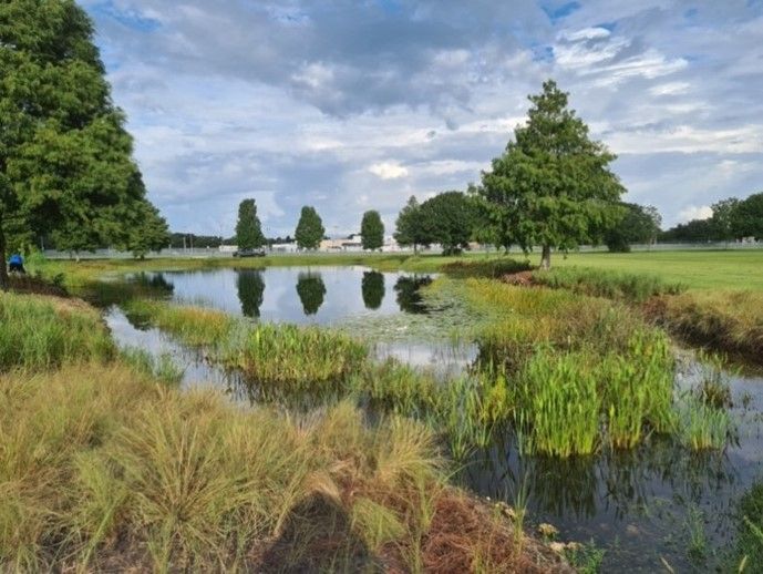 Plants are thriving in a pond littoral zone. 