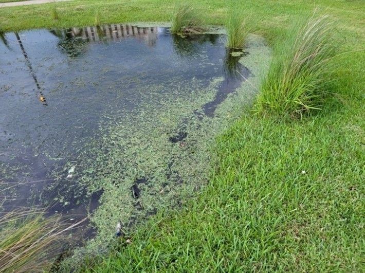 Grass clippings should be prevented from entering ponds. 