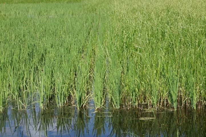 Figure 3. Rice field. Left side treated with Clincher for fall panicum control; right side untreated.