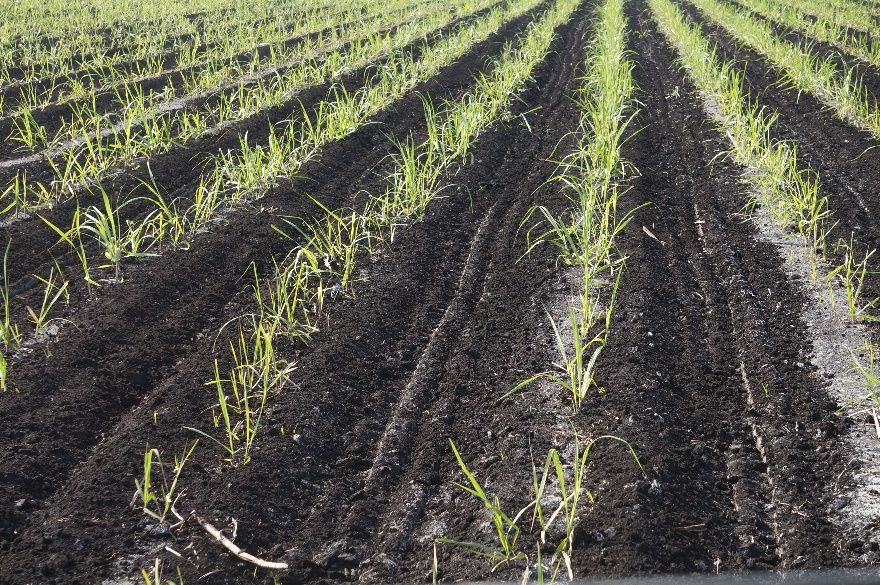 Post-planting inter-row cultivation in plant cane field. 