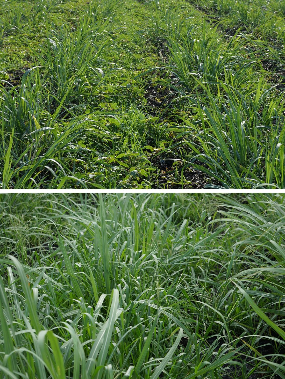 Sugarcane fields infested with broadleaf and grass weeds (top photo) and fall panicum (Panicum dichotomiflorum) (bottom photo). 