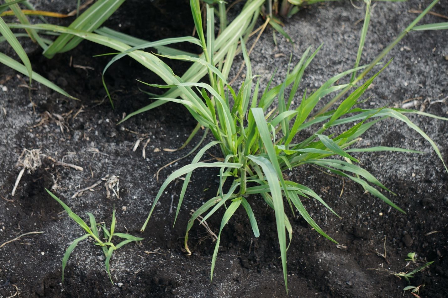 Small fall panicum (Panicum dichotomiflorum) seedling (on the left) is much easier to control than tillering a more mature plant (on the right). 