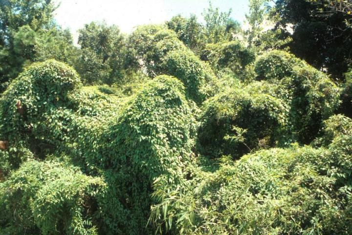 Figure 1. Skunkvine growing over native shrubs.
