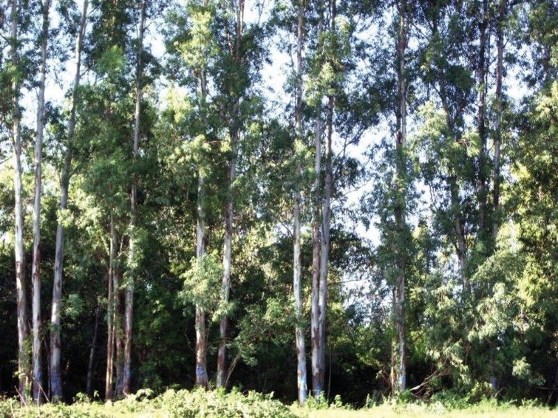 Three-row Eucalyptus grandis (near side) planted in a regular row design as in Figure 7a. The lower portion of the trees lack branches and leaves, creating a very porous windbreak. Adopting an offset row design as in Figure 7b and incorporating a shrub or shorter tree row will reduce porosity.