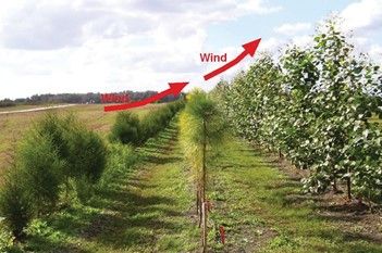 Impact of a multiple-row windbreak on the movement of wind. As wind moves from the shorter outer row to taller inner row, the wind is deflected upwards.