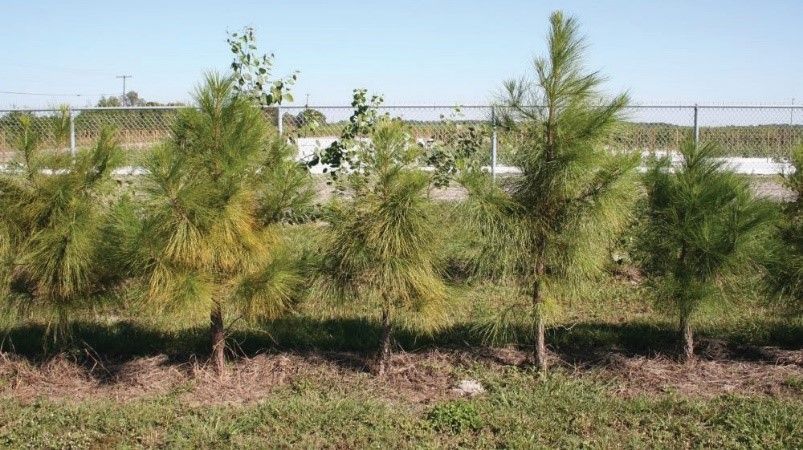 Uniform spacing in a windbreak at Gulf Coast Research and Education Center (UF), Balm, Florida.